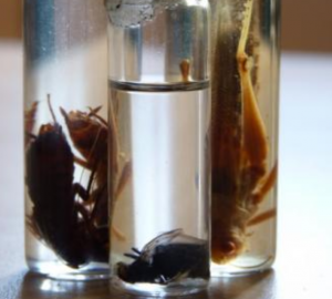 Bugs preserved in a jar