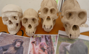 Our exhibit on animal skulls