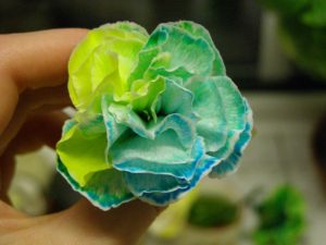 Results of the food colouring and celery experiment