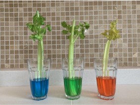 celery in different coloured water